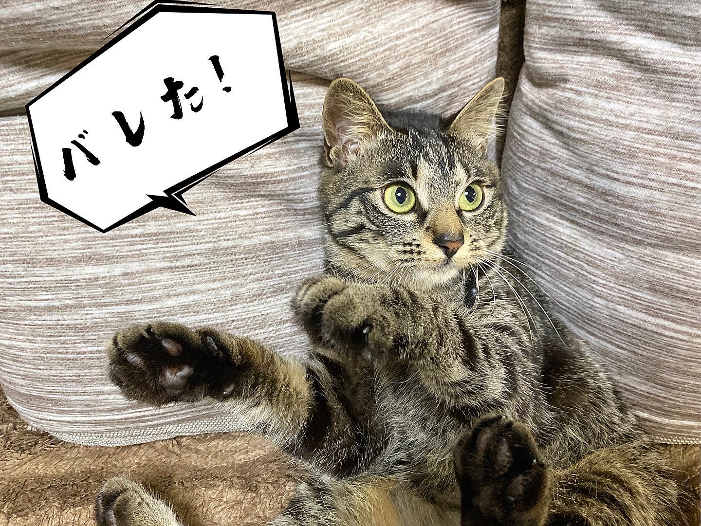 イタズラがバレたにこ