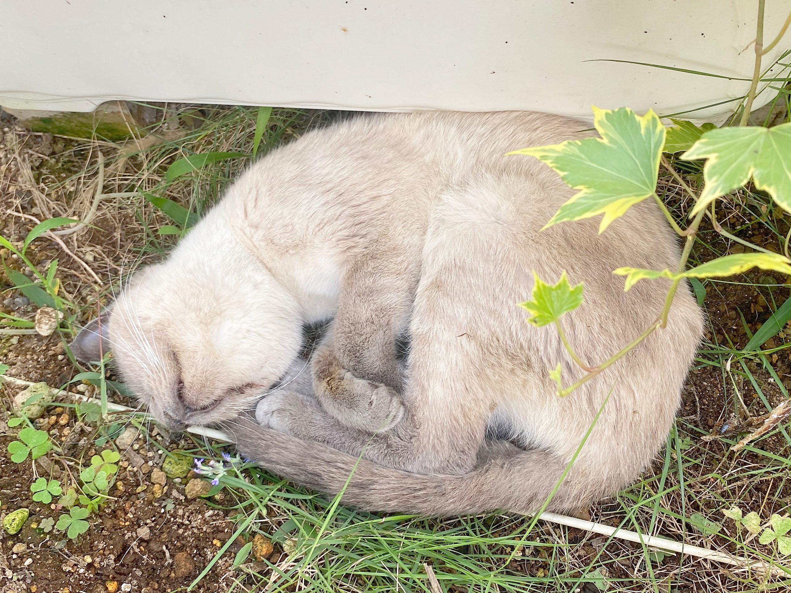 Vくん３日目