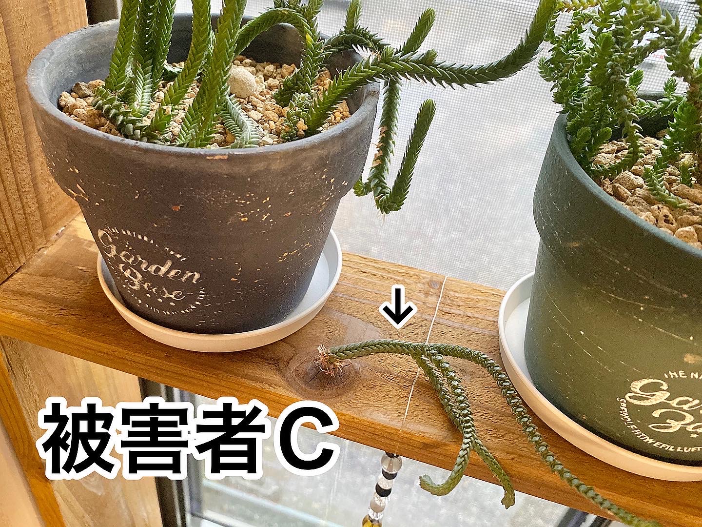 被害c