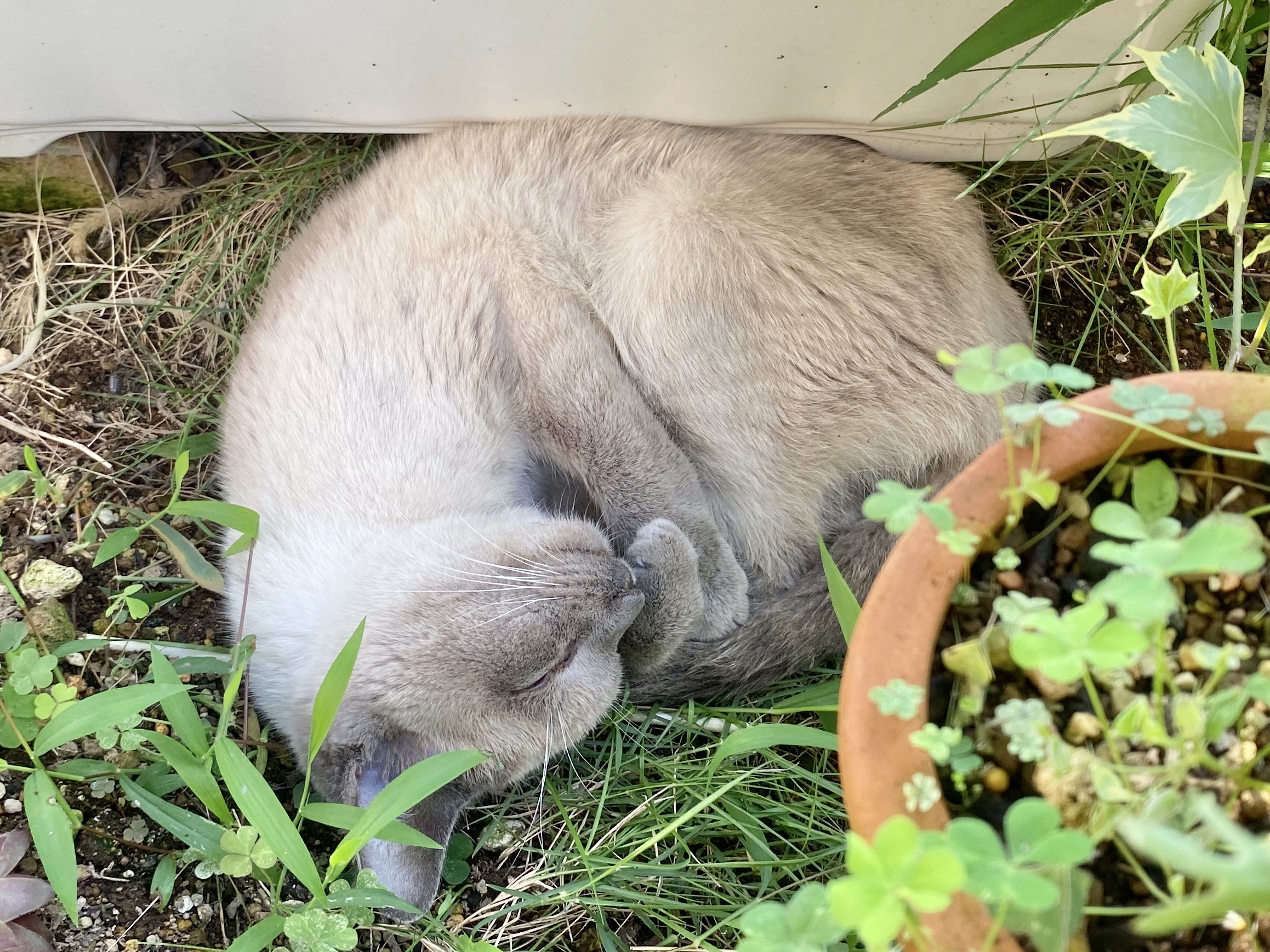 Vくん２日目