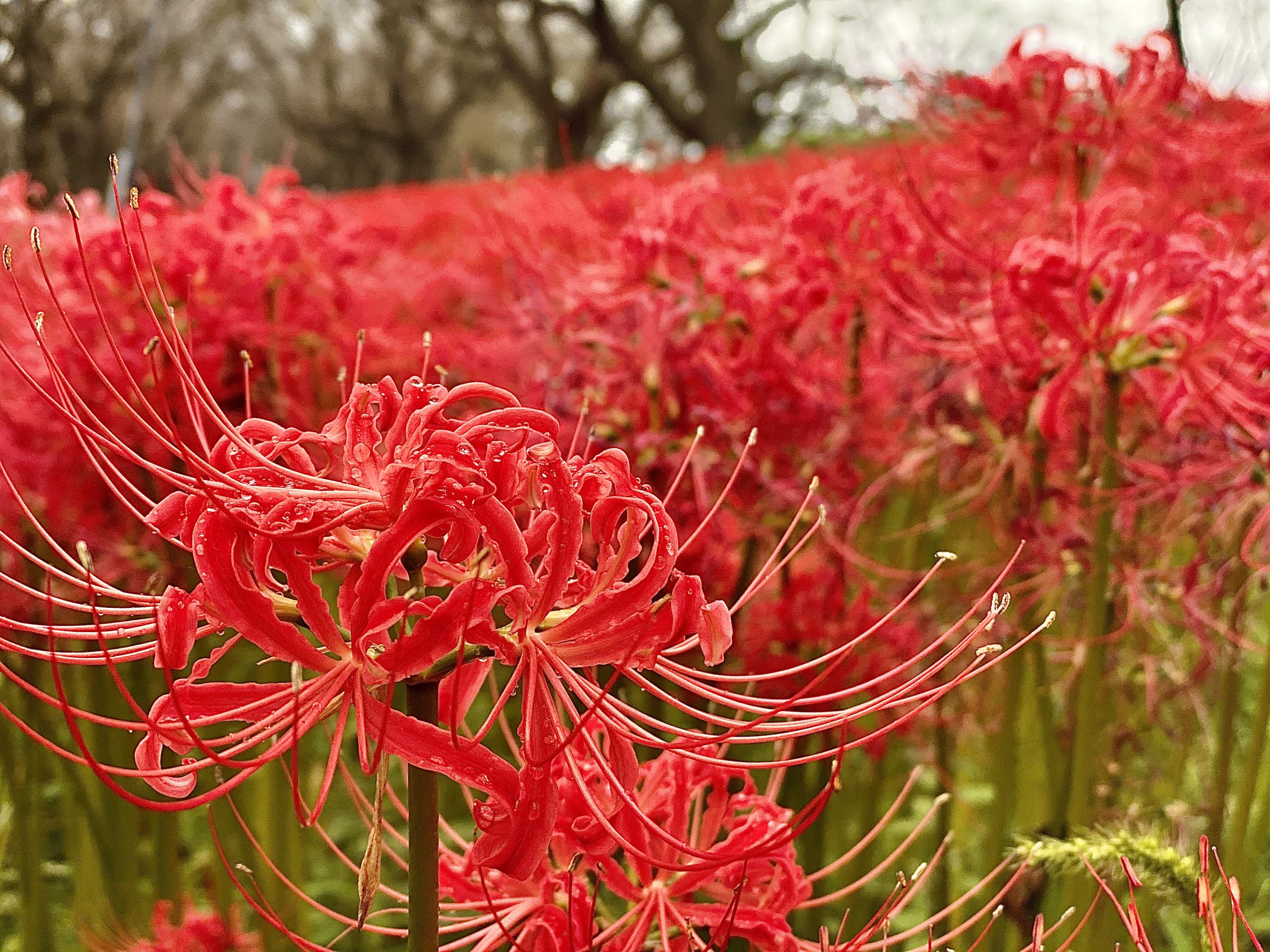 ヒガンバナ１