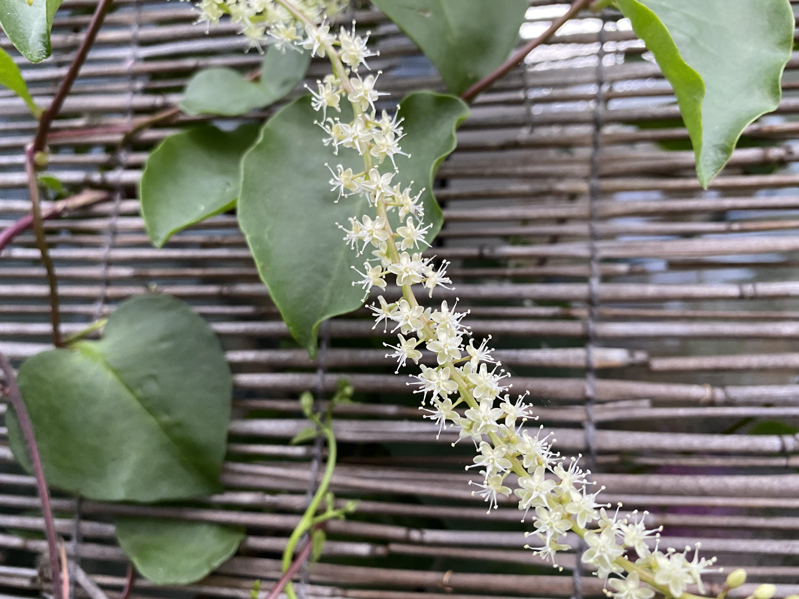オカワカメの花