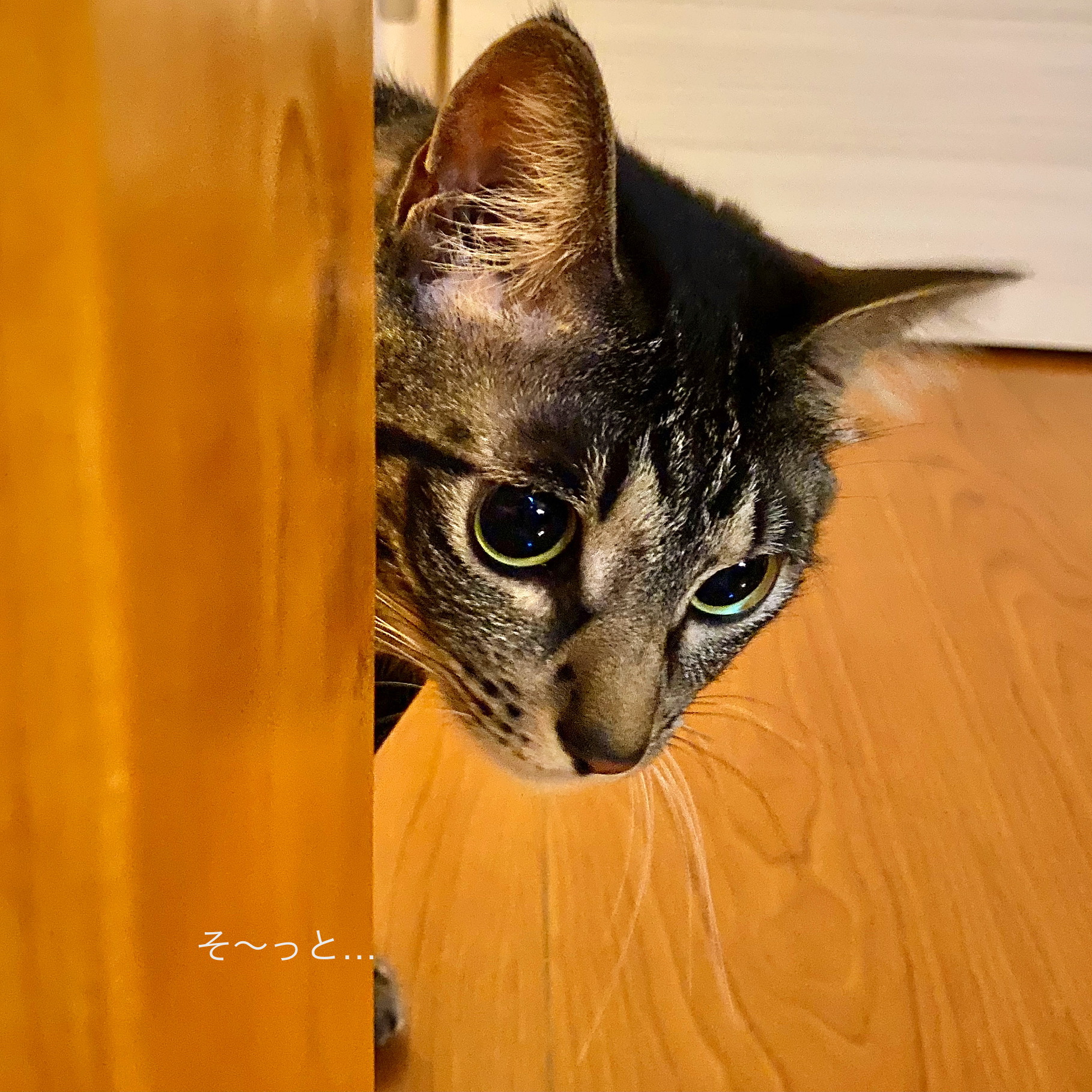 にこの覗き