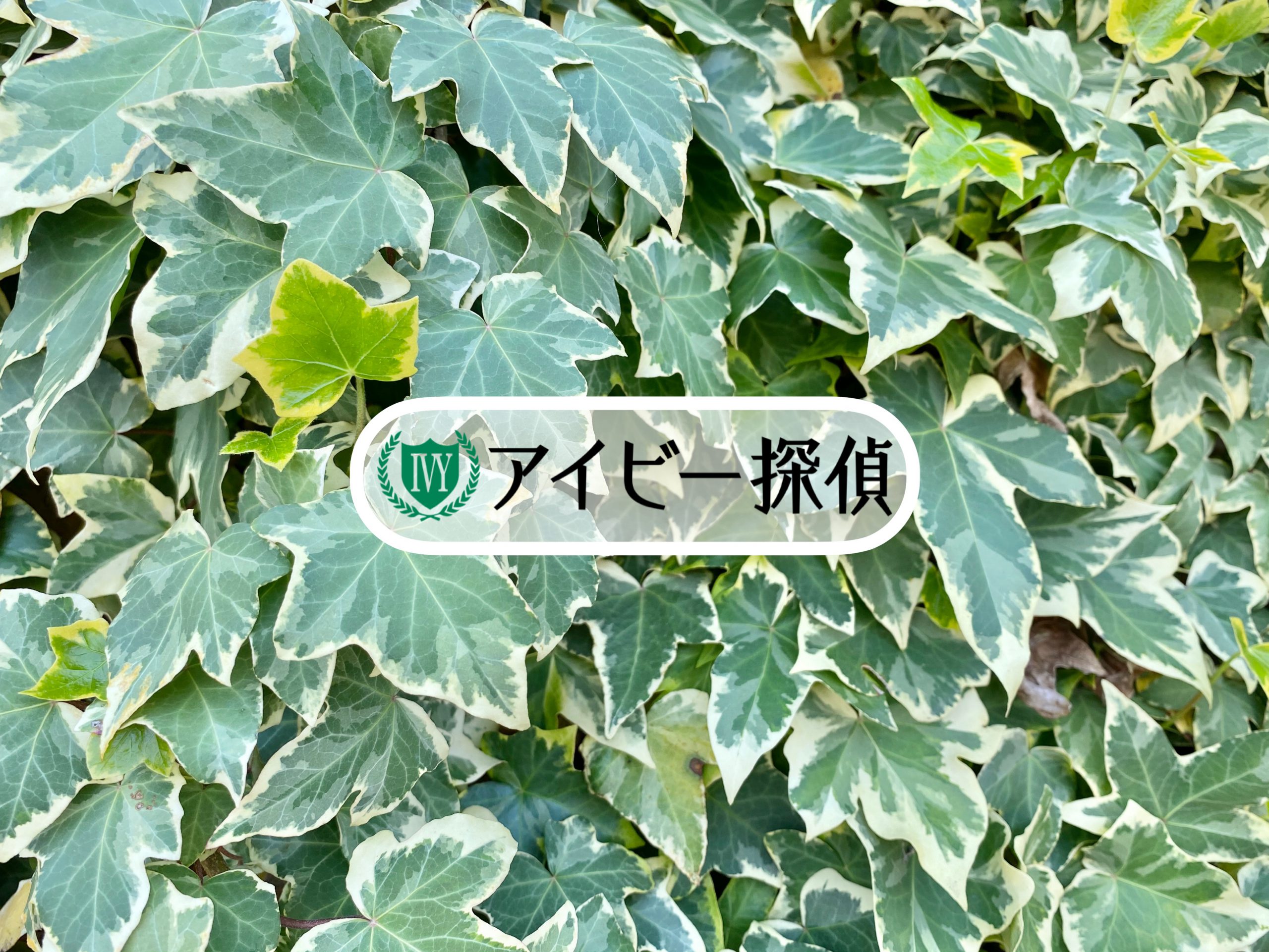 アイビー探偵　アイビー背景