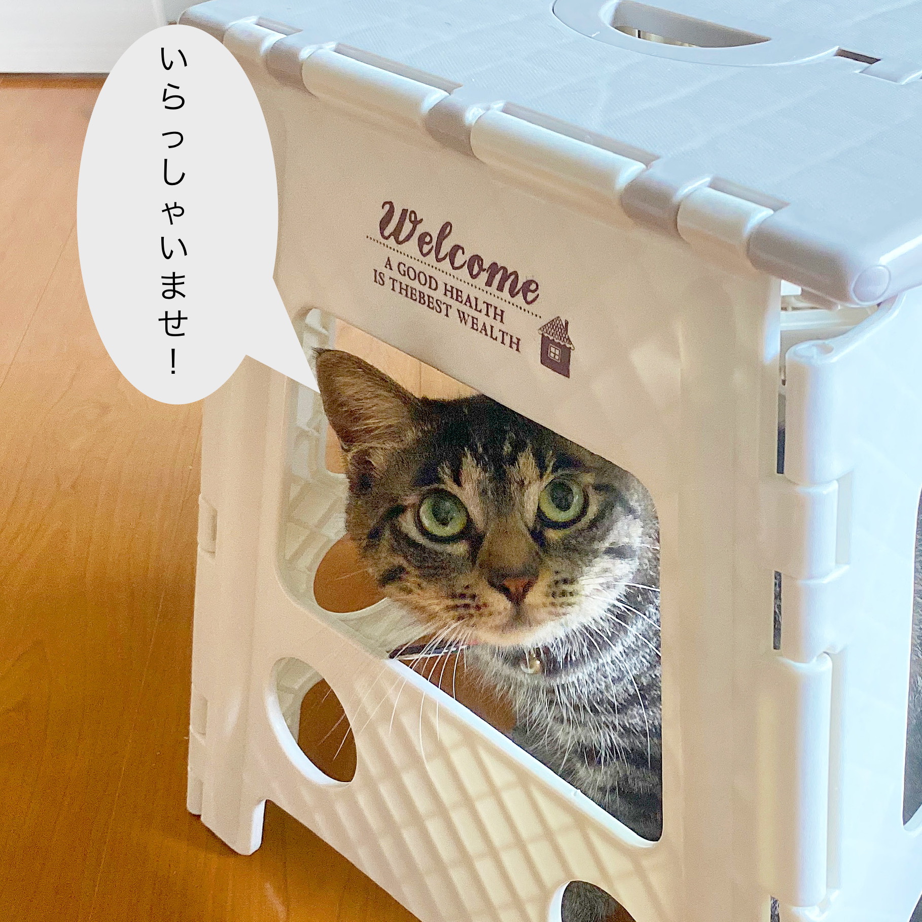 にこのいらっしゃいませ