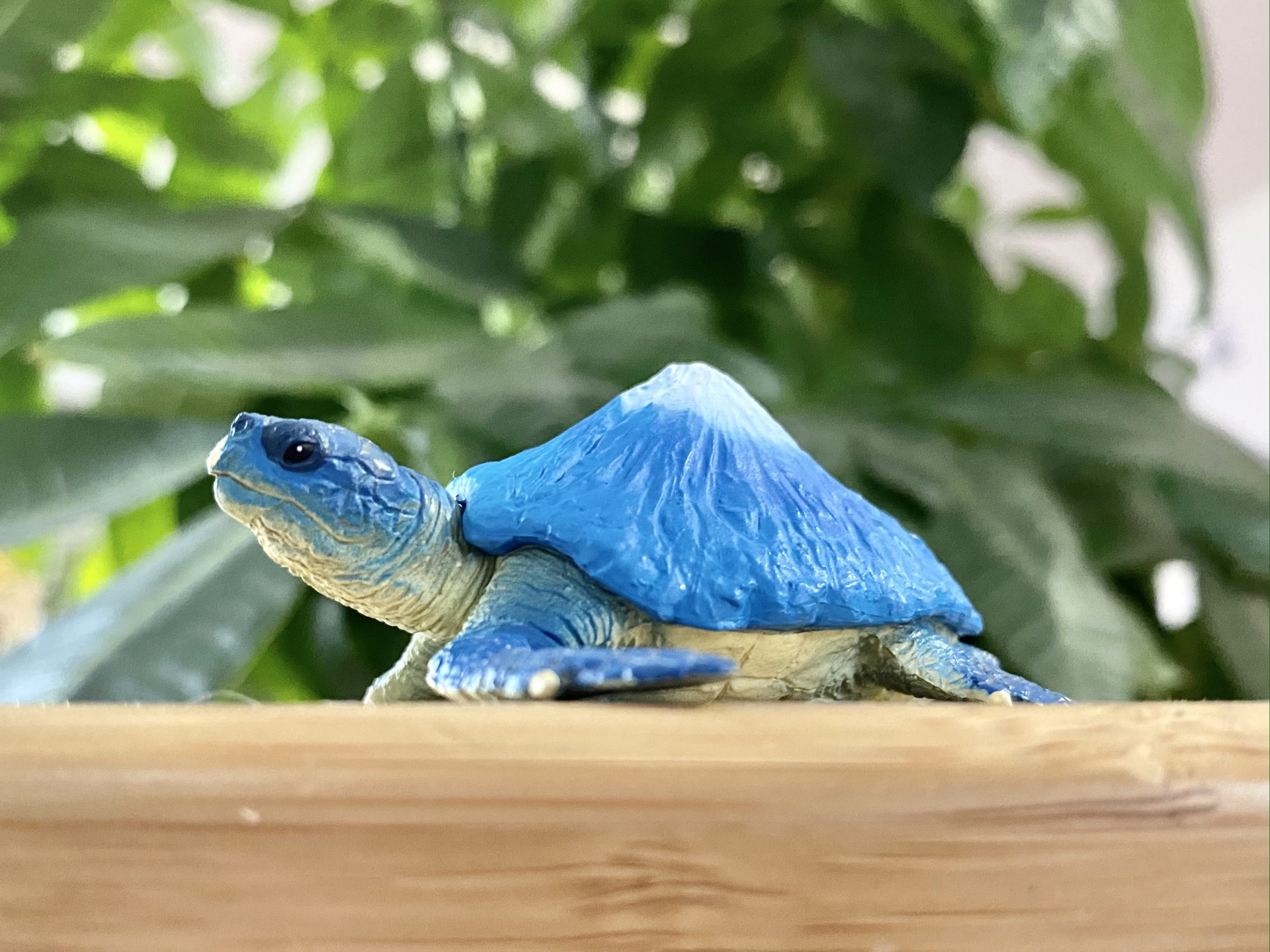 マウンテンタートルズ