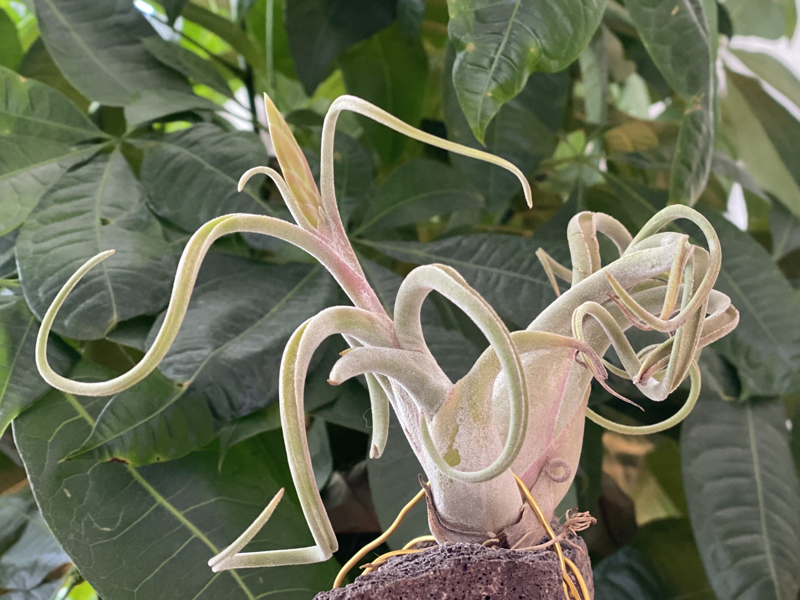 カプトメドゥーサエ3