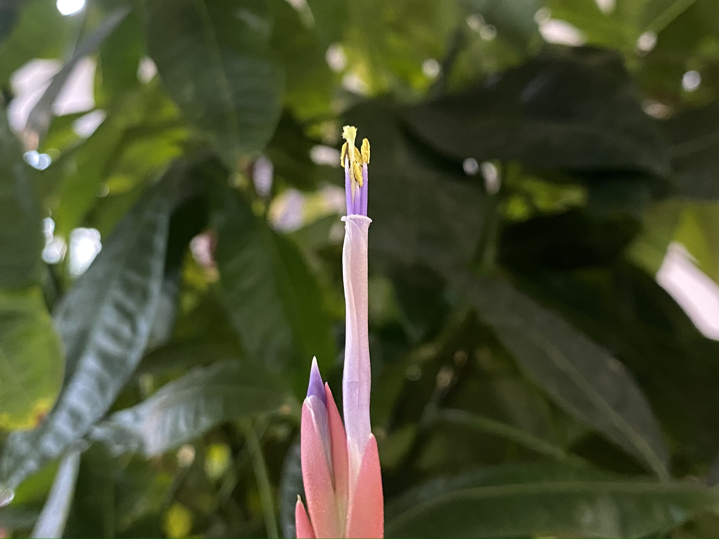 カプトメドゥーサエの花2