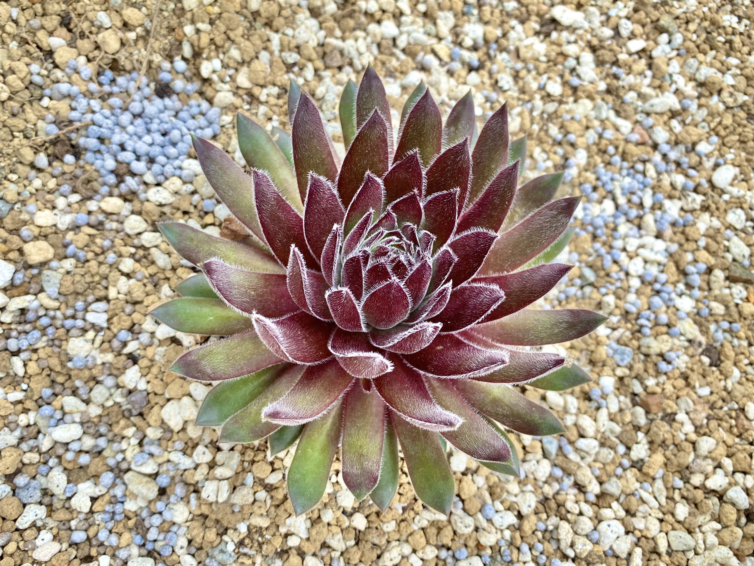 センペルビウム１