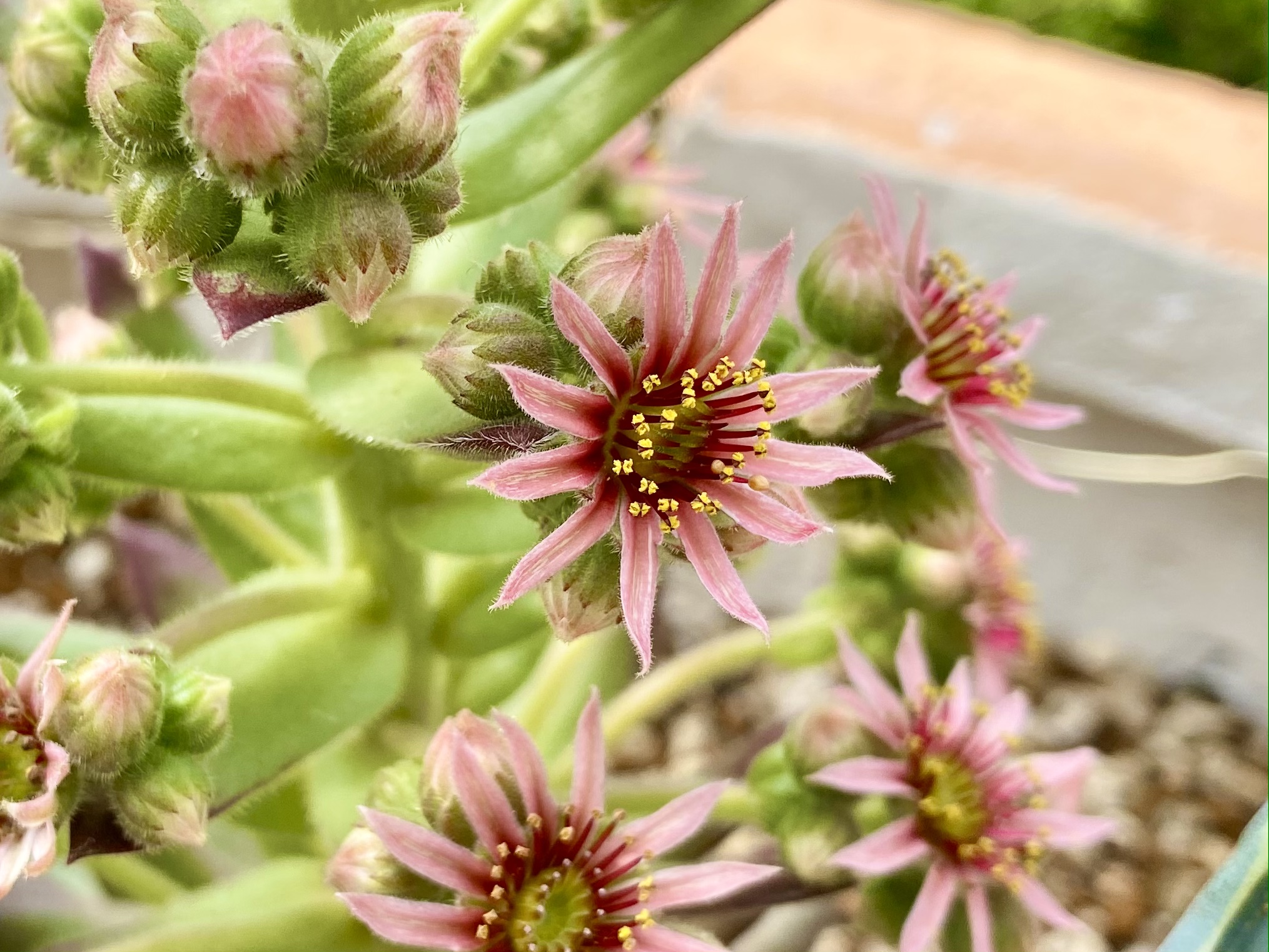 センペルビウムの花２