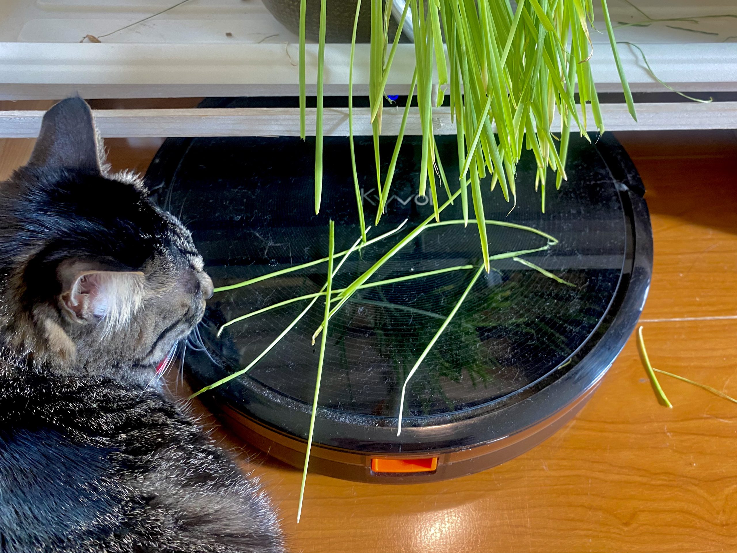 食い散らかしニコ