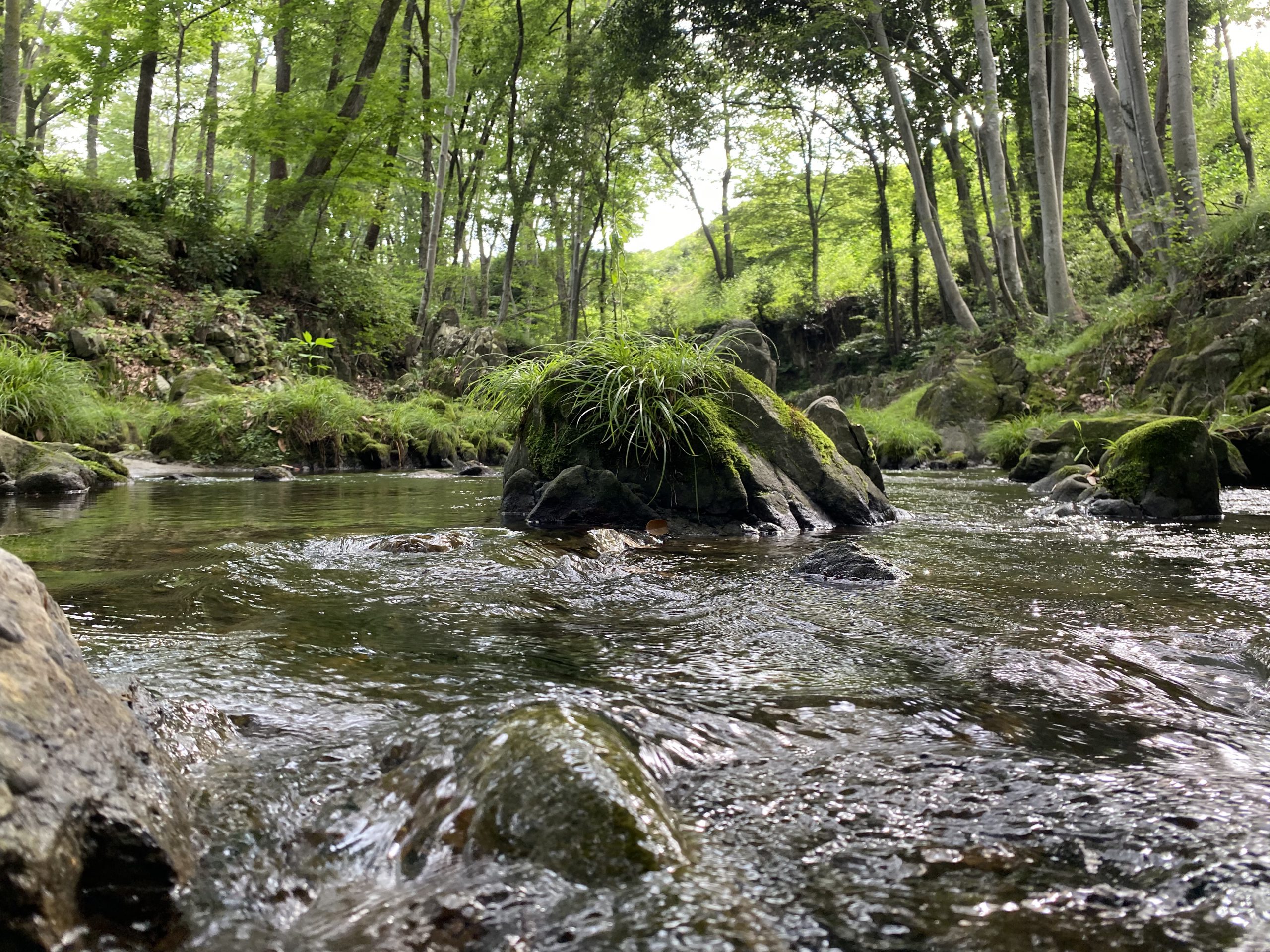 寄居の森の景色