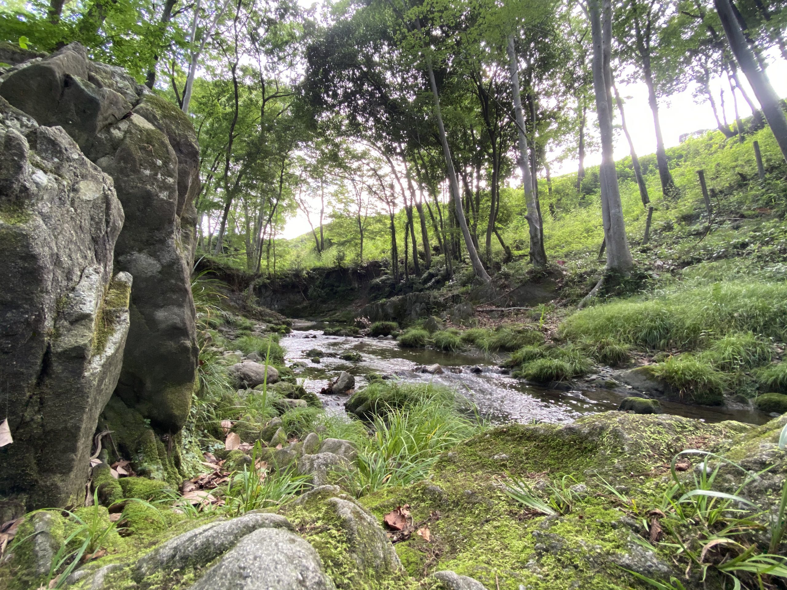 寄居町の森