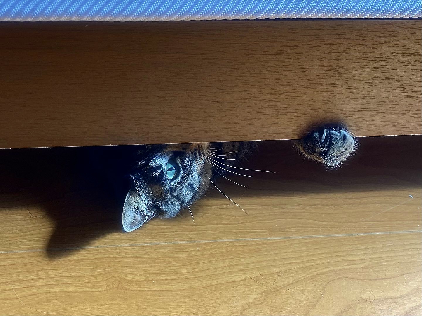 ベッド下から覗くにこ