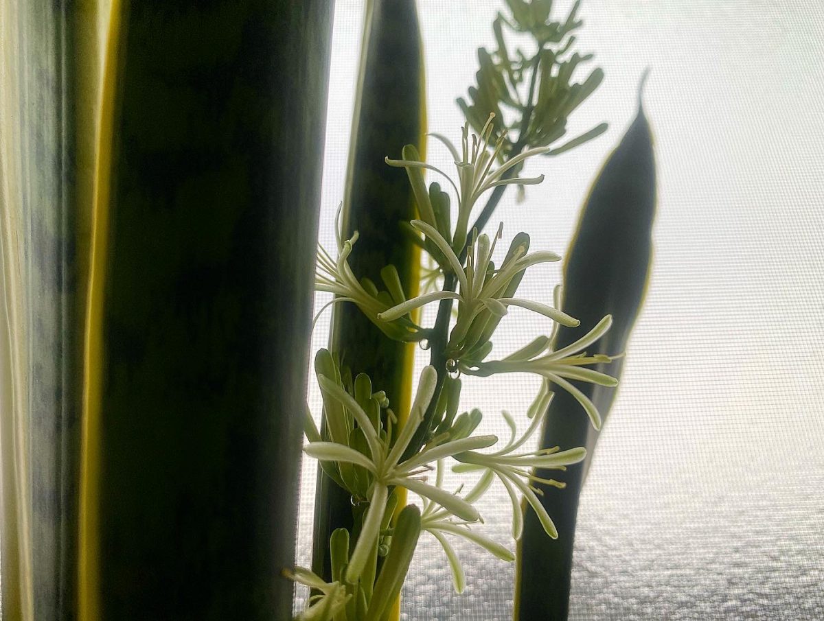 サンスベリアの花