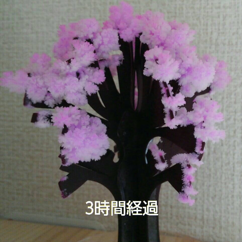 マジック桜4