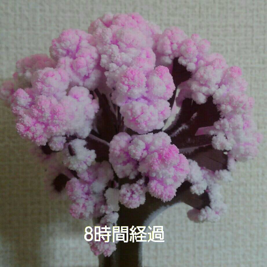 マジック桜5