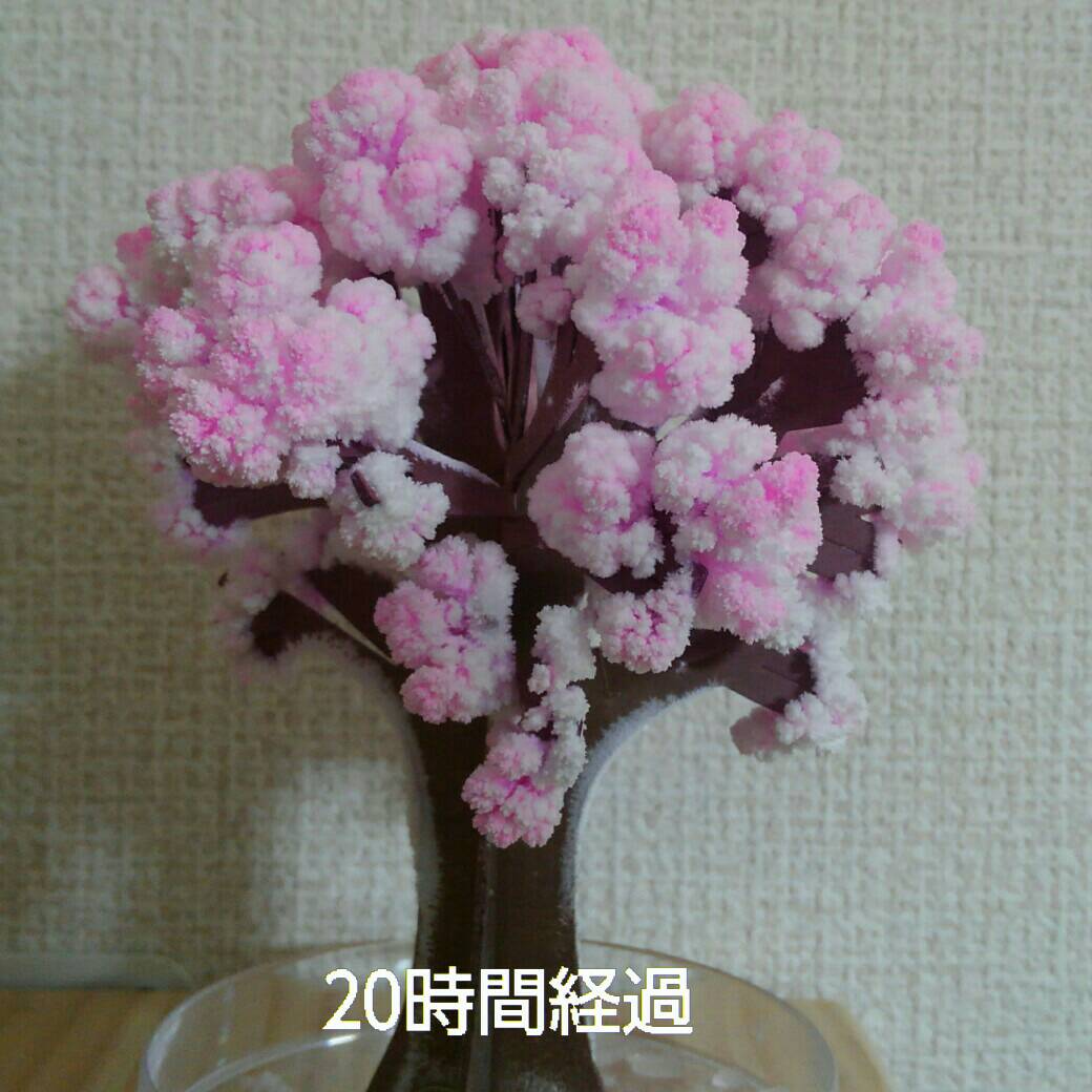 マジック桜5