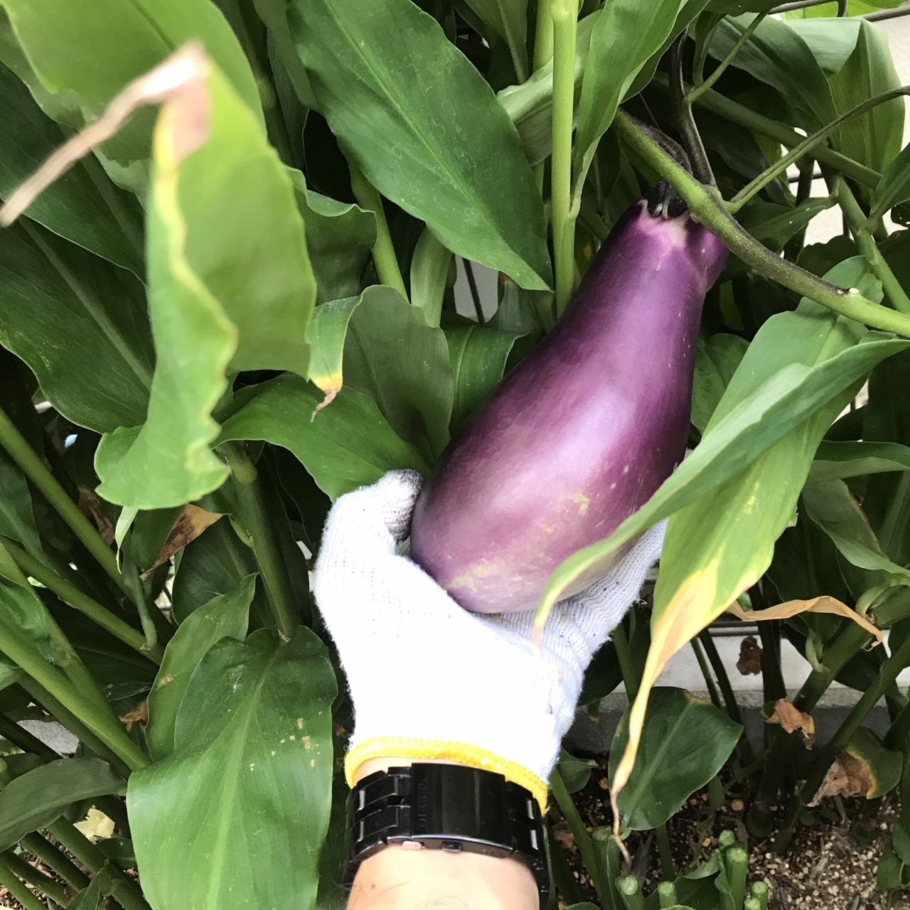 超巨大なす