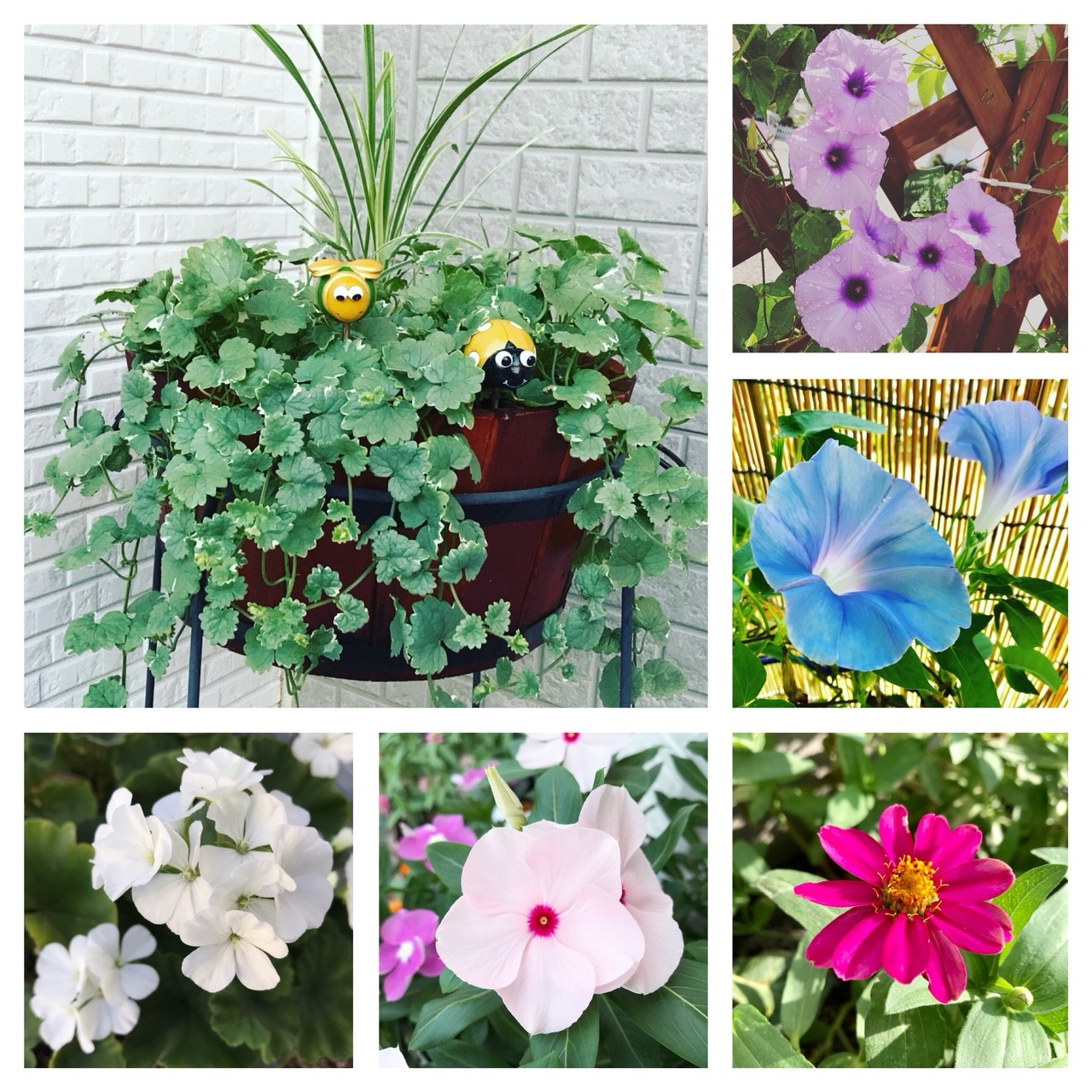 2018の花達