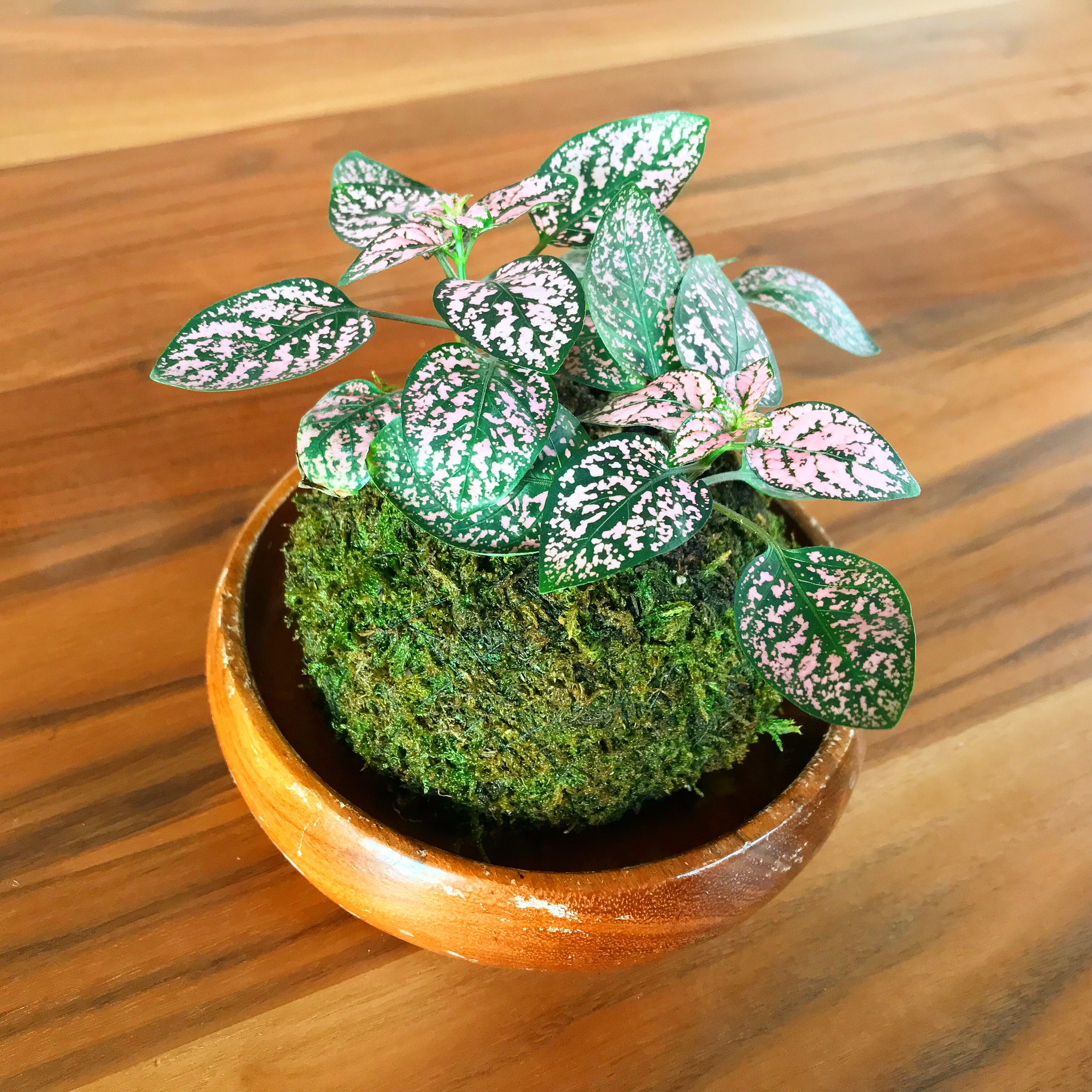苔玉×ヒポエスティス