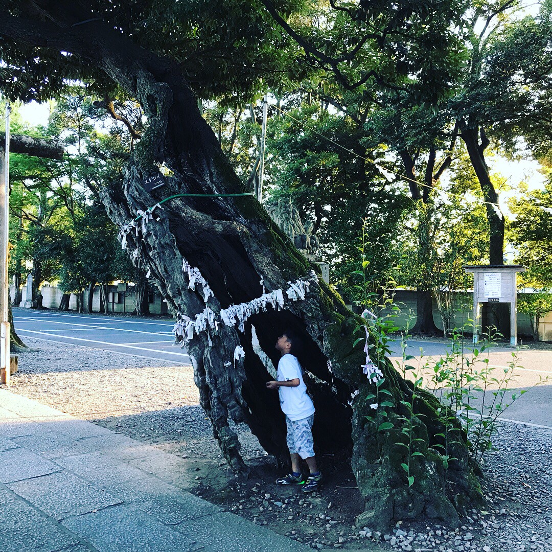 一言主神社の御神木