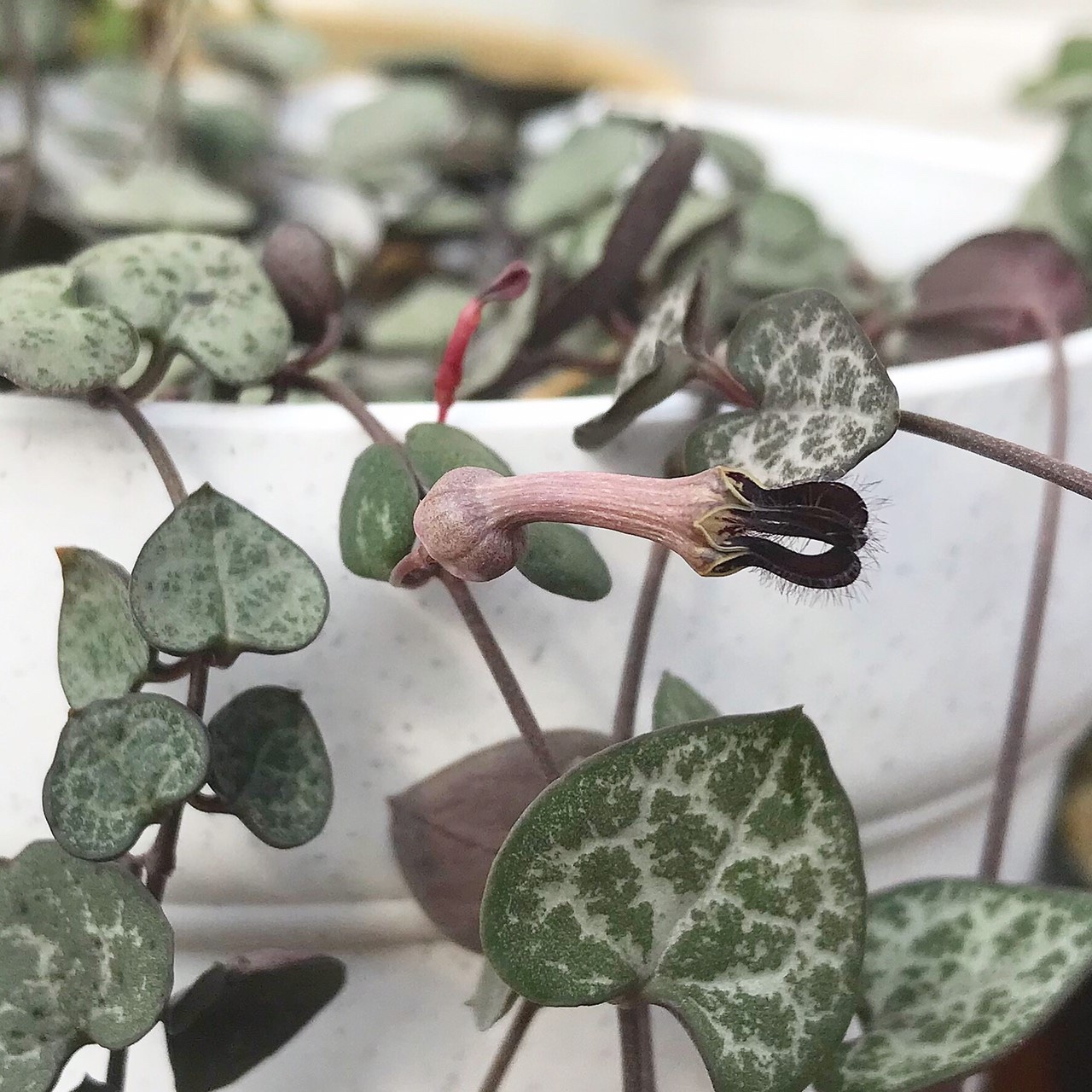 ハートカズラの花