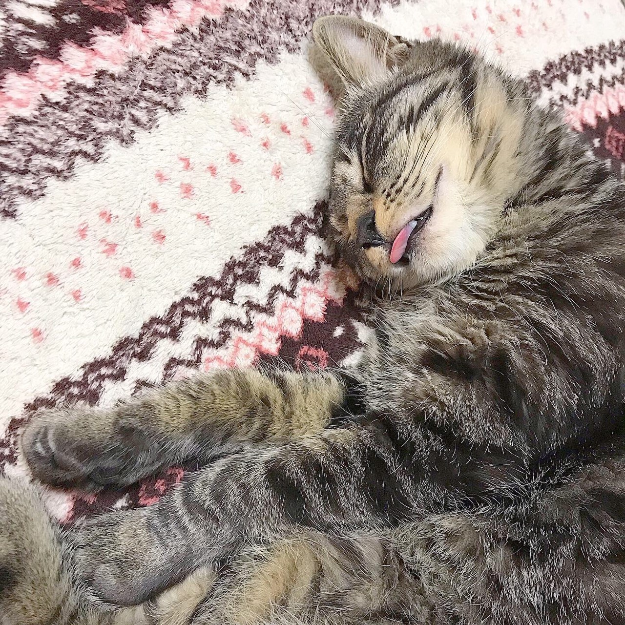 ブサ寝顔にこ