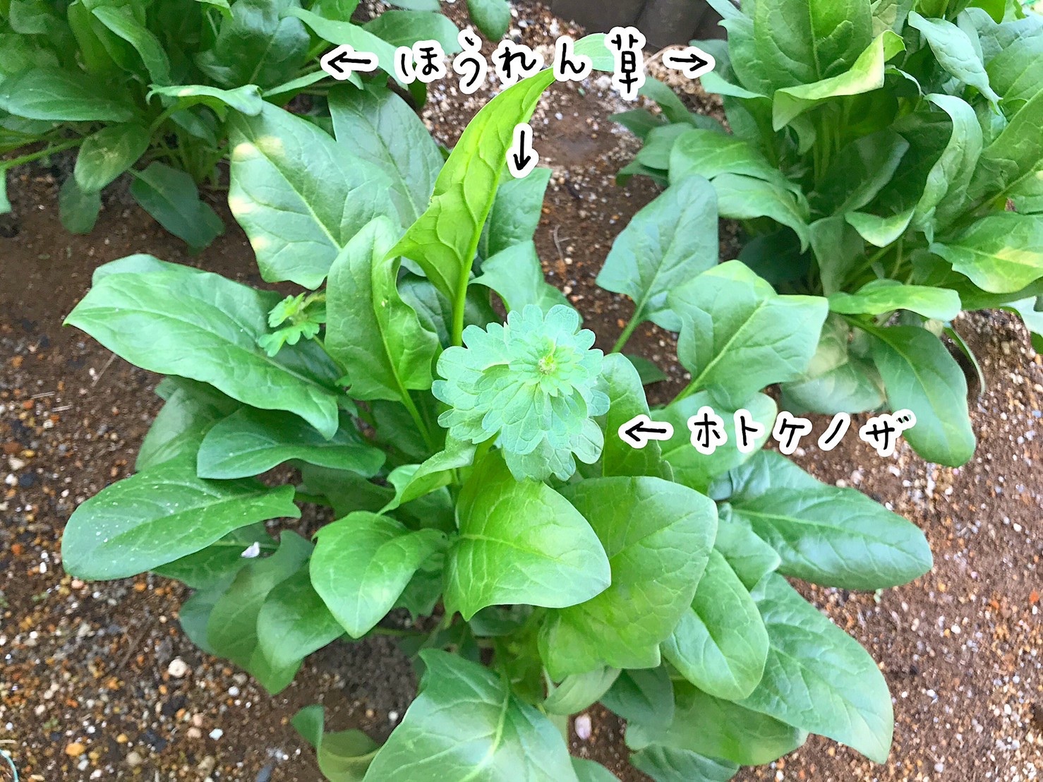 ほうれん草とホトケノザ