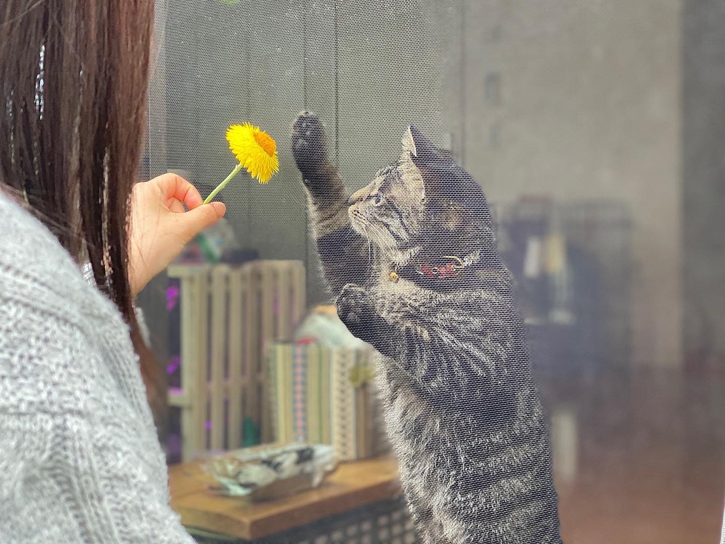 コロロにたわむれるにこ